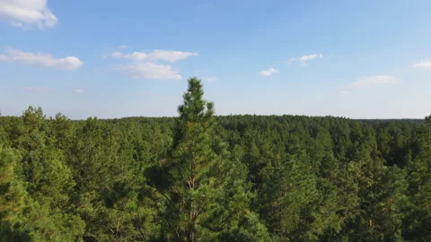 Drone descends from the bottom up in a pine forest. The drone view on beautiful Stock Footage 165307148