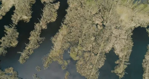 Drone descends down to trees and plants Stock Footage 105213126