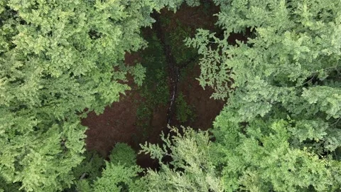 The drone descends into the gorge between the trees to the stream Stock Footage 137967966