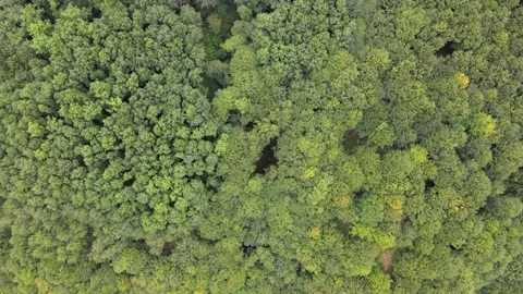 The drone descends into the gorge between the trees Stock Footage 137968268