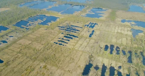 Drone descends on the marshland with sparse trees and thickets Stock Footage 105213920