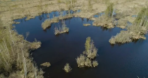 Drone descends on the marshland with sparse trees and thickets Stock Footage 119215276