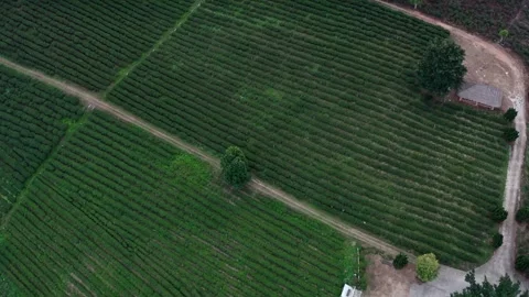 Drone descends over green tea plantation, capturing neat rows of tea bushes, a Stock Footage 308824607