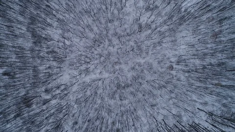 The drone descends into the winter forest. Stock-Footage 124665629