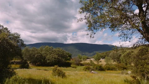 Drone Descent From Holm Oak Canopy to Yellow Wildflower Meadow, Spain, 4K Video stock 335083573