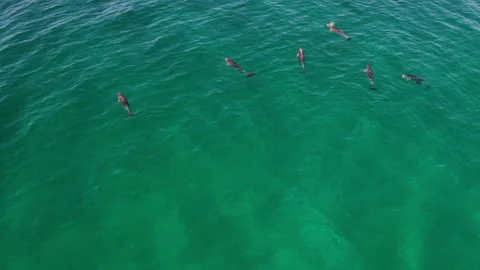 Drone Descent Over Dolphin Pod in Shallow Green Sea Video stock 312314779