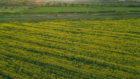Drone Descent Over Rapeseed Field Revealing Sunset Landscape Stock-Footage 341768289