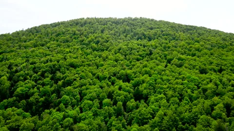 Drone Descent Into Spring Forest – Aerial Dive 4K Stock Footage 333899850