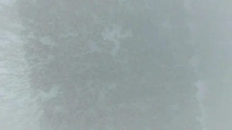 Drone descent through the fog to the trees in the snow. Stock Footage 72535800