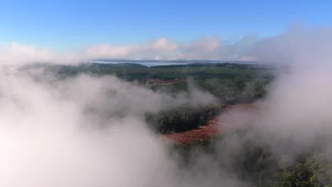 Drone descent through low stratus cloud above Atlantic Forest and plantations Stock Footage 342224910