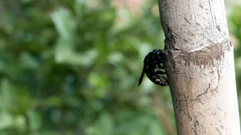 Drone - Dog-bee. Dog-bug #2 Pond5 Stock Footage 147753396