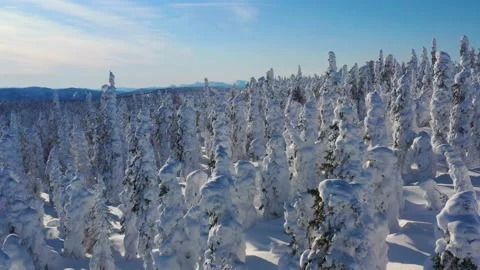 Drone Dolly Over Boreal Forest Blanketed in Snow and Ice Vídeo Stock 133669075