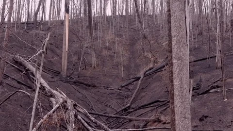 Drone dolly shot through forest blackened by a forest fire. Stock Footage 305963054
