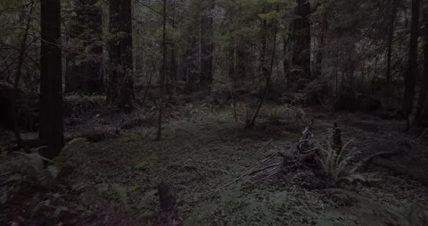 Drone Dolly In Shot Through Lush Redwoods Forest Stock Footage 134424330
