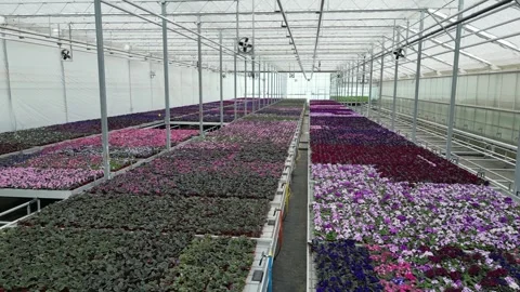 Drone - Down to Up Cruise over Flower Beds - High Greenhouses - PART 2 Stock Footage 314227049
