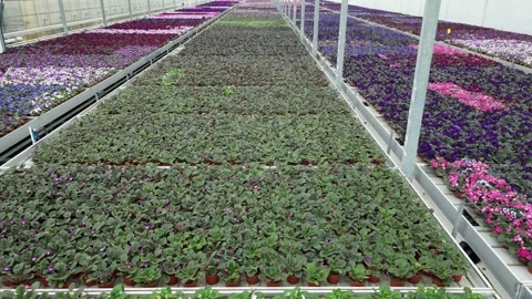 Drone - Down to Up Cruise over Flower Beds - High Greenhouses Stock Footage 314227095