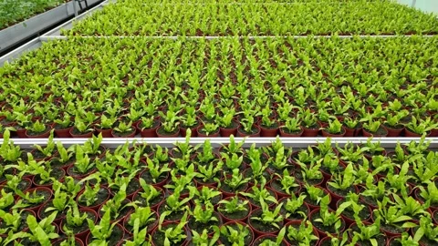 Drone - Down to Up Cruise of Planter Beds + Employees - Small Greenhouse Stock Footage 314227057