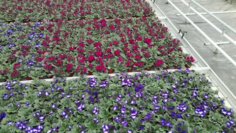 Drone - Down to Up Left to Right Cruise over Flower Beds - High Greenhouses Stock Footage 314227171