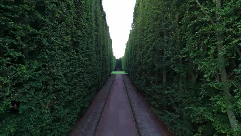 Drone Drift Through Tall Tree Alley Stock Footage 339796149