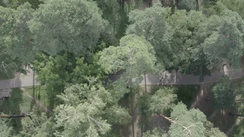 Drone drifting left over dense forest park canopy Stock Footage 332159793