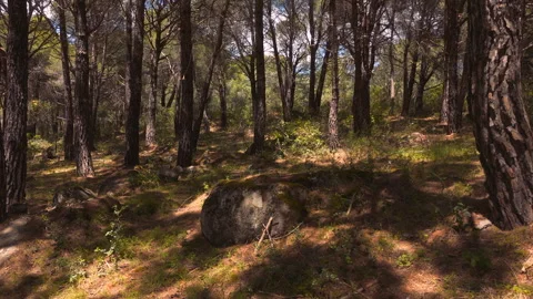Drone Drifting Through Pine Forest with Dappled Sun, Tietar Valley, Spain, 4K Stock-Footage 335081124