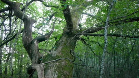 Drone drive by of an old huge tree in a forest in Finland Stock Footage 45611792