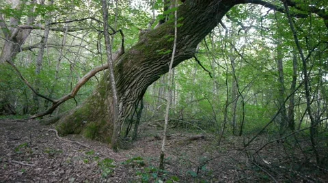 Drone drive by of an old huge tree in a forest in Finland Stockbeeldmateriaal 45611805