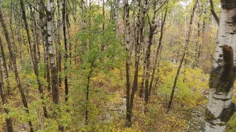 Drone dropping slowly through brightly colored trees autumn forest  Stock Footage 117121799