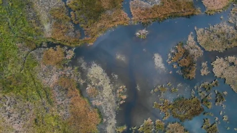Drone dropping vertically over a swampy stream and beaver pond. Stock Footage 116525442