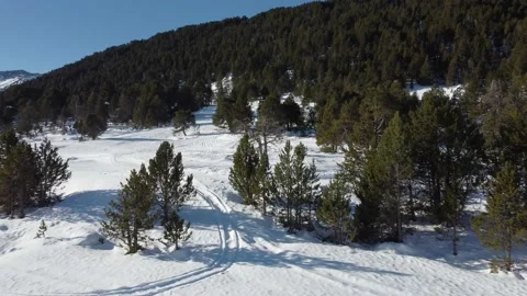 Drone dry tree in winter Stock Footage 169949291