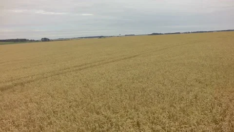 Drone - Dry Wheat Field, Dolly from Out To In B Clip2950 Stock Footage 195689337