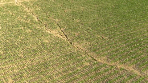 DRONE: Earth in fields of maize cracking in the cornfields from the summer heat. Stock Footage 111738617