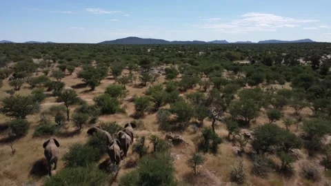 Drone Elephants Stock Footage 193406678