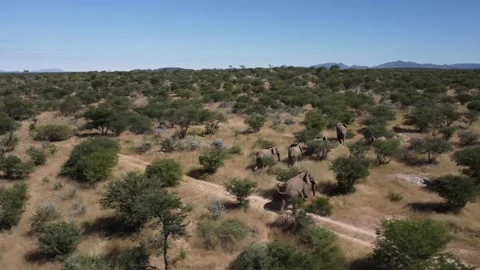 Drone Elephants Stock Footage 193407957