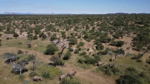 Drone Elephants Stock Footage 193409129