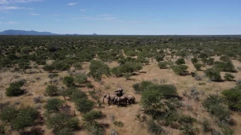Drone Elephants Stock Footage 193410086