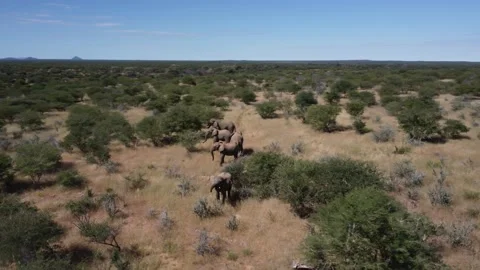 Drone Elephants Stock Footage 193411758