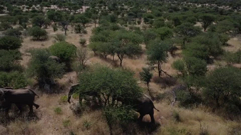 Drone Elephants Stock Footage 193423036