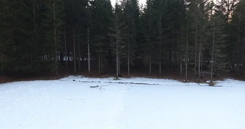 Drone elevating above pine forest  Stock Footage 101227940