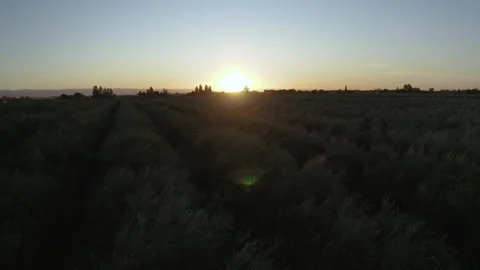 Drone Elevating To Reveal Arizona Olive Grove At Sunset 4K 30FPS Stock Footage 273930804