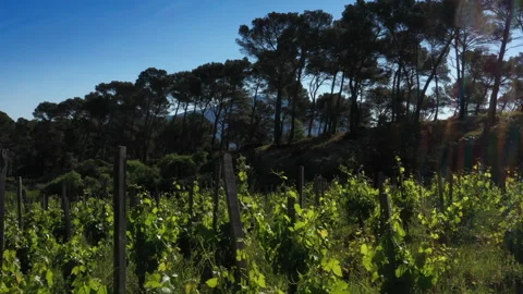Drone elevation from vineyard to Sainte-Victoire mountain 動画素材 308816499