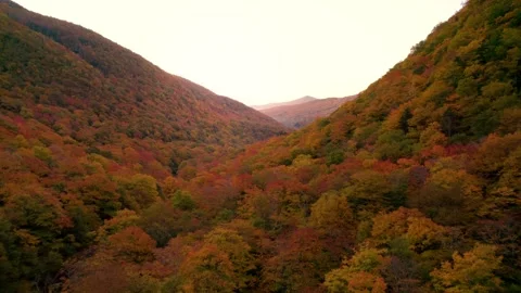 Drone Epic Sunset Colorful Trees Mountains Sun Flare Stock Footage 256048612