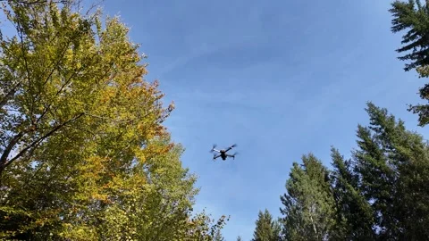 Drone Exploration Over Autumn Forest Stock Footage 292161876