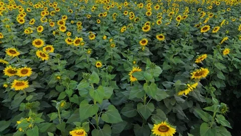 Drone exploring the lush patterns of sunflower plantations. Stock Footage 310783732