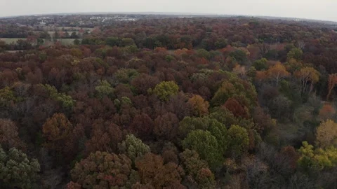 Drone Fall Leaves Stock Footage 301347914