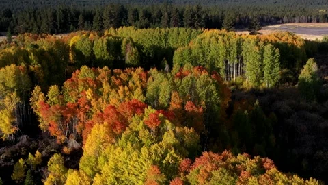 Drone Fall Morning Stock Footage 249847401