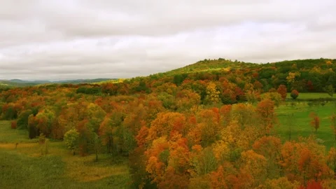 Drone Fall Trees Video stock 251588226