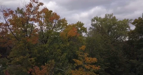 Drone fall trees horizon 스톡 동영상 97822718