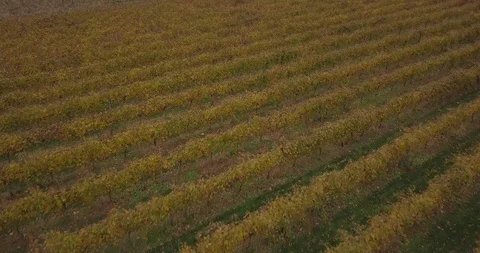 Drone fall vinyard close Stockbeeldmateriaal 97823588