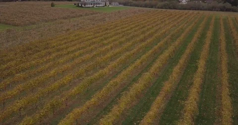 Drone fall vinyard parallax Video stock 97824091